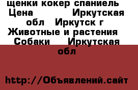 щенки кокер спаниель › Цена ­ 5 000 - Иркутская обл., Иркутск г. Животные и растения » Собаки   . Иркутская обл.